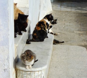 [stray_cats[1].jpg]